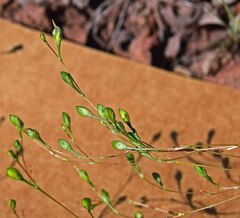 Phemeranthus parviflorus