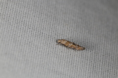 Mompha stellella