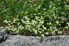 Galium megalospermum