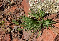 Phemeranthus parviflorus