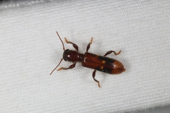 Priocera castanea