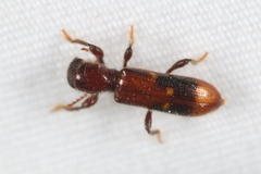 Priocera castanea