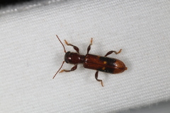 Priocera castanea