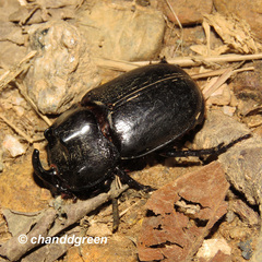 Trichogomphus mongol