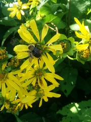 Bombus griseocollis