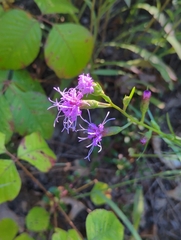 Liatris cylindracea