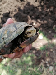 Kinosternon abaxillare