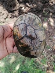 Kinosternon abaxillare