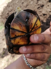 Kinosternon abaxillare