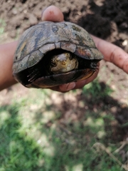 Kinosternon abaxillare