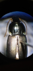 Poecilus lucublandus