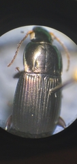 Poecilus lucublandus