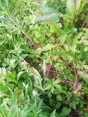 Omalotheca norvegica