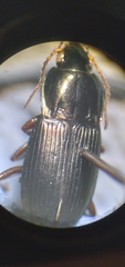 Poecilus lucublandus