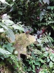 Arremon castaneiceps