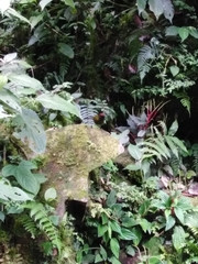 Arremon castaneiceps