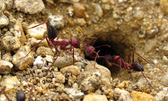 Cataglyphis nodus
