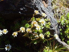 Celmisia bellidioides