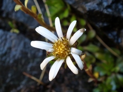 Celmisia bellidioides