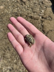 Leptodius sanguineus