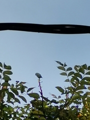 Forpus conspicillatus