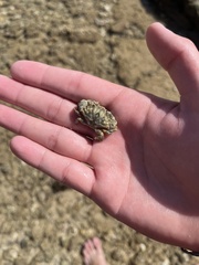 Leptodius sanguineus