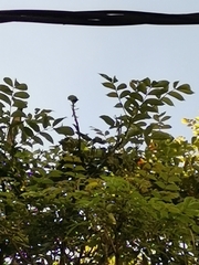 Forpus conspicillatus