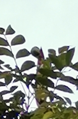 Forpus conspicillatus