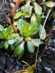 Celmisia bellidioides