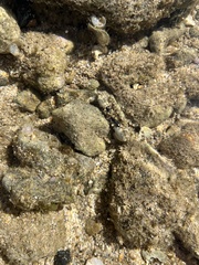 Leptodius sanguineus