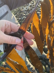 Desmarestia herbacea