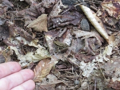 Lithobates palustris