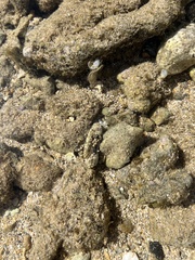 Leptodius sanguineus