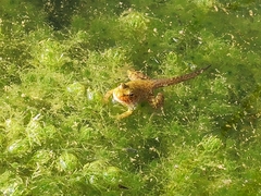Pelophylax perezi