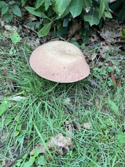 Aureoboletus russellii