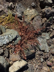 Epilobium melanocaulon