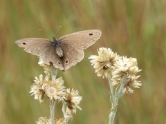 Stegosatyrus periphas