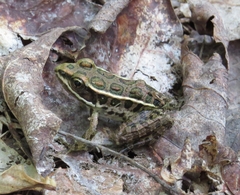Lithobates palustris
