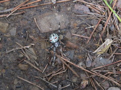 Araneus roseomaculatus