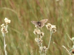 Stegosatyrus periphas