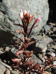 Epilobium melanocaulon