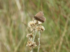 Stegosatyrus periphas
