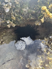 Echinometra oblonga