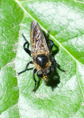 Laphria ventralis