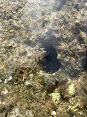 Echinometra oblonga