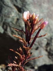 Epilobium melanocaulon