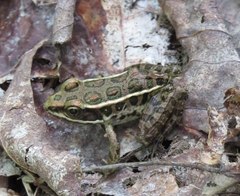 Lithobates palustris