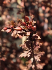 Epilobium melanocaulon