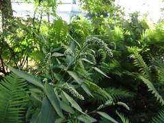 Persicaria lapathifolia lapathifolia