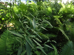 Persicaria lapathifolia lapathifolia